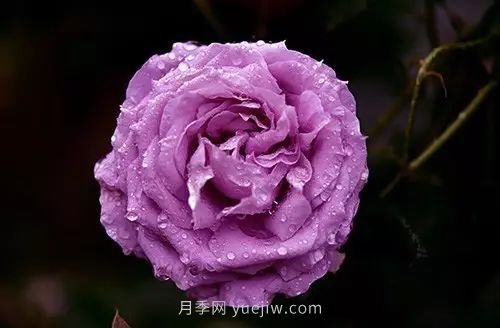 30種漂亮的月季品種推薦，必然有你喜歡的(圖2)