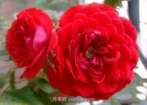 30種漂亮的月季品種推薦，必然有你喜歡的(圖27)