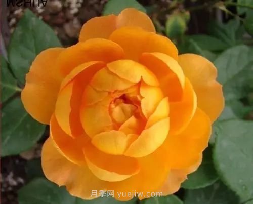 30種漂亮的月季品種推薦，必然有你喜歡的(圖7)