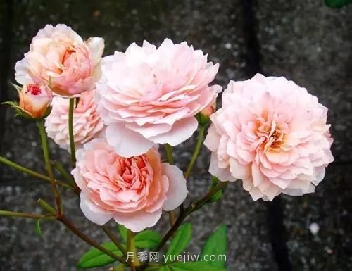 30種漂亮的月季品種推薦，必然有你喜歡的(圖16)