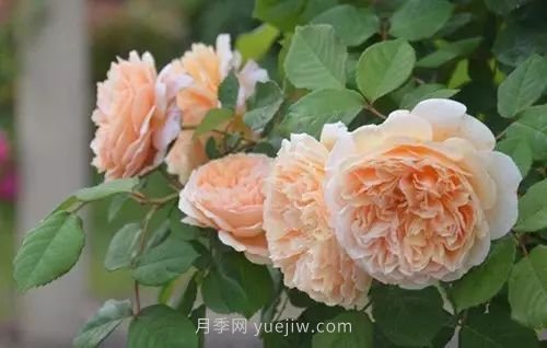 30種漂亮的月季品種推薦，必然有你喜歡的(圖14)