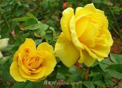 30種漂亮的月季品種推薦，必然有你喜歡的(圖10)