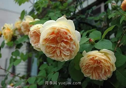 30種漂亮的月季品種推薦，必然有你喜歡的(圖19)