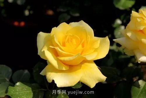 30種漂亮的月季品種推薦，必然有你喜歡的(圖12)