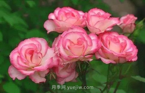 30種漂亮的月季品種推薦，必然有你喜歡的(圖25)