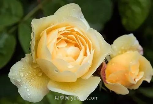 30種漂亮的月季品種推薦，必然有你喜歡的(圖26)