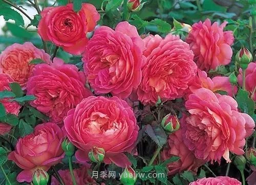 30種漂亮的月季品種推薦，必然有你喜歡的(圖20)