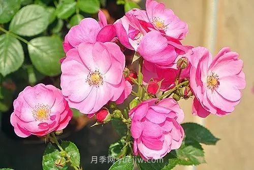 30種漂亮的月季品種推薦，必然有你喜歡的(圖1)