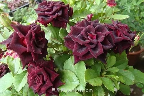 30種漂亮的月季品種推薦，必然有你喜歡的(圖9)