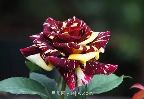 30種漂亮的月季品種推薦，必然有你喜歡的(圖15)