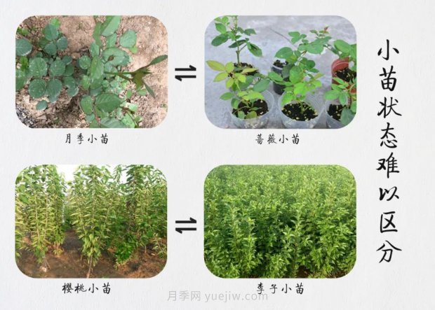 重拳出擊！江蘇沭陽(yáng)“打假”扣押苗木10萬(wàn)余株(圖6)
