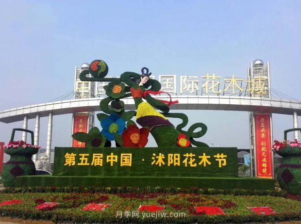 重拳出擊！江蘇沭陽(yáng)“打假”扣押苗木10萬(wàn)余株(圖4)