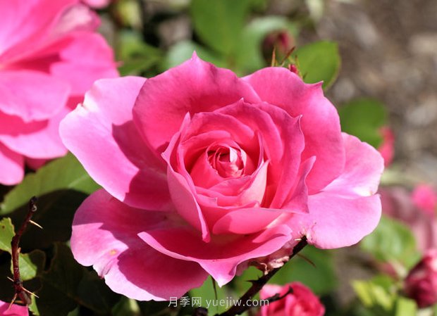 月季花開 五一在宛 樂(lè)游南陽(yáng)(圖1)