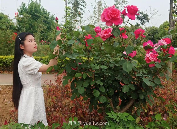 南陽(yáng)月季五月惹人醉(圖1)