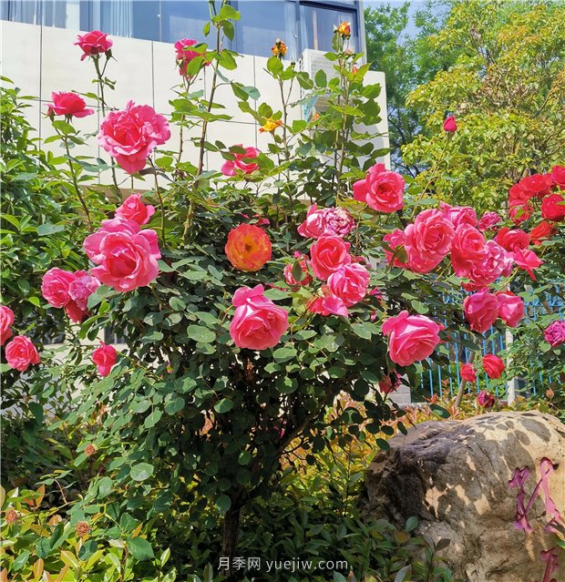 月季花開正盛，期待市花城市建設(圖1)
