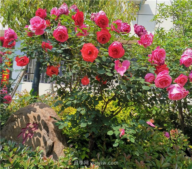 月季花開正盛，期待市花城市建設(圖2)
