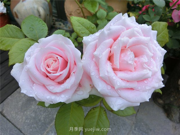 五月份園林養(yǎng)護注意這幾點，讓月季苗木安全度夏(圖1)