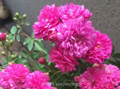 甜蜜馬車(chē)月季，非常優(yōu)秀的經(jīng)典微型月季(圖2)