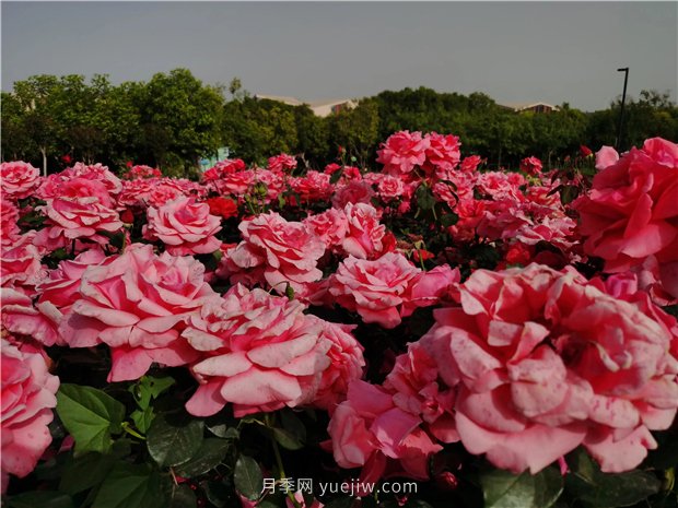 南陽世界月季大觀園規(guī)模真大，快來過把月季花癮(圖1)
