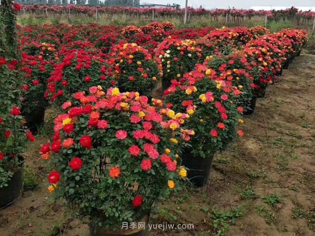 這6類苗木不論規(guī)格大小，市場行情都很好(圖2)