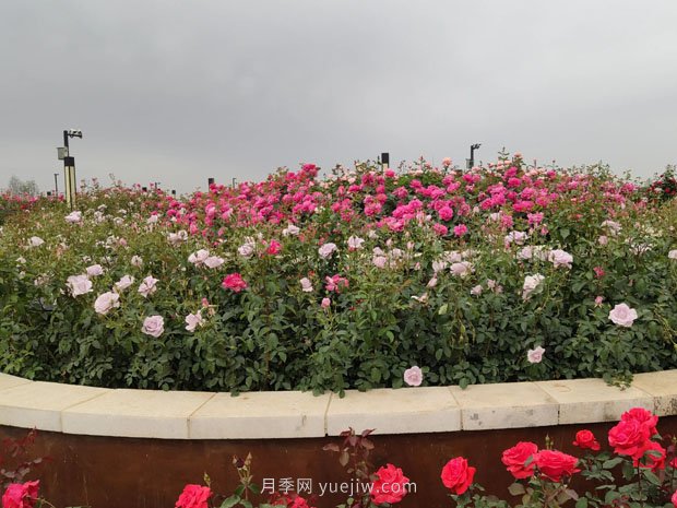 走進世界月季大觀園，醉美家鄉(xiāng)南陽的月季花(圖3)