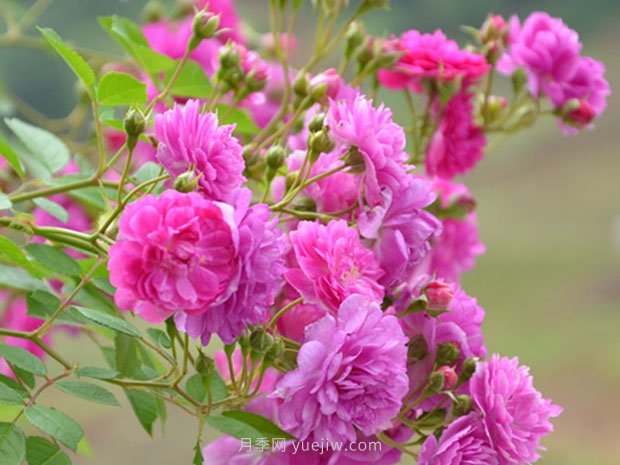 夏天養(yǎng)殖月季花選擇什么品種呢？(圖4)
