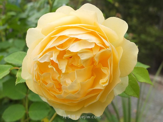月季花怎么養(yǎng)？月季花的養(yǎng)殖方法(圖1)