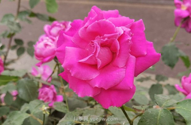 北京月季花花世界中，高貴的紫色月季醉迷人(圖1)