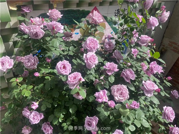 30多歲的藍(lán)色尼羅河月季長(zhǎng)什么樣？見識(shí)下(圖2)