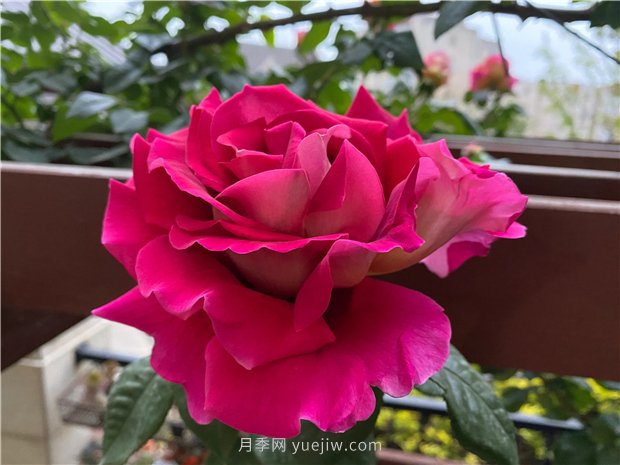 古龍?jiān)录?，?qiáng)烈推薦給喜愛月季花的花友(圖1)