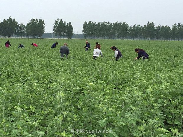 艾草產(chǎn)業(yè)為什么能在南陽市不斷發(fā)展升級？(圖1)