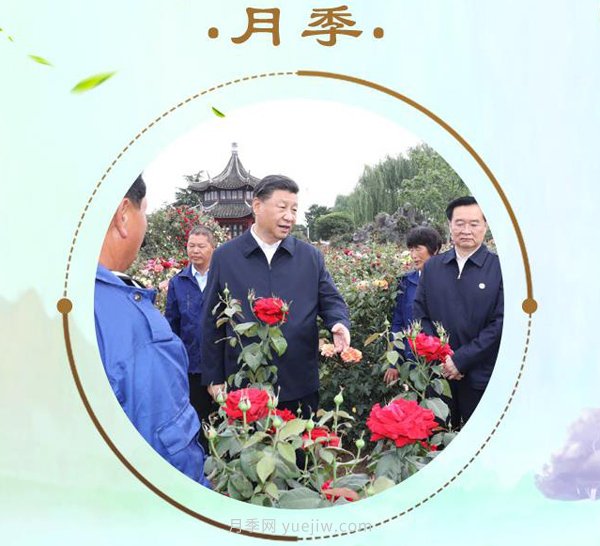 “小康菜譜”上新了！“***強帶貨員”這次cue到南陽月季(圖1)