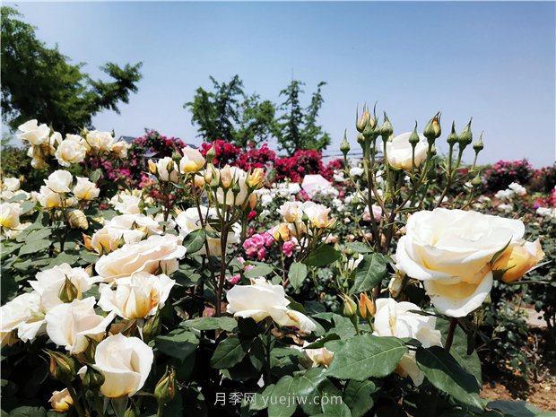 5月賞月季花，不可錯(cuò)過南陽月季博覽園的美景(圖3)