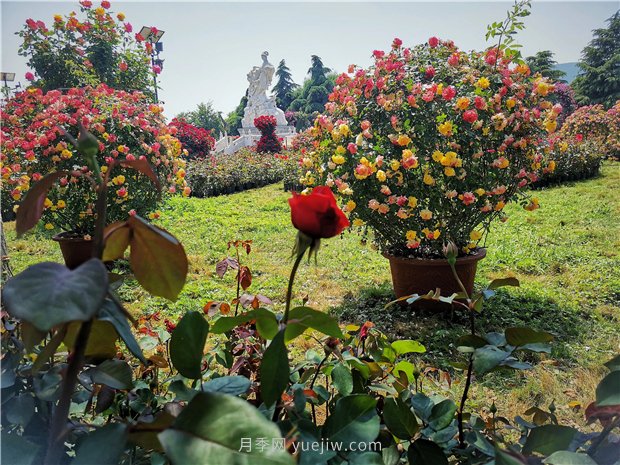 5月賞月季花，不可錯(cuò)過南陽月季博覽園的美景(圖2)