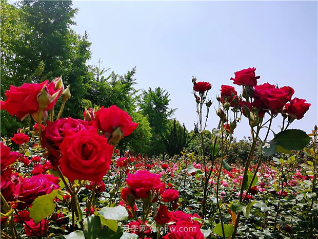 5月賞月季花，不可錯(cuò)過南陽月季博覽園的美景(圖4)