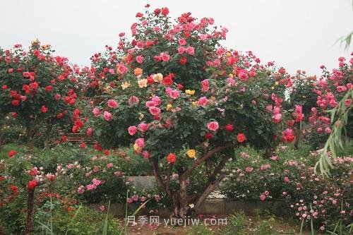 年產值25億！中國月季八成南陽種植(圖1)