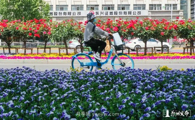 月季花開滿城，***美鄭州五月天（圖冊(cè)）(圖3)