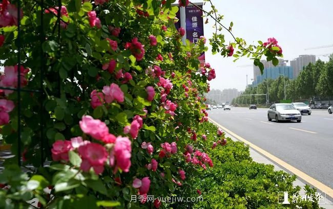 月季花開滿城，***美鄭州五月天（圖冊(cè)）(圖5)
