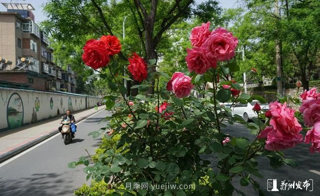 月季花開滿城，***美鄭州五月天（圖冊(cè)）(圖6)