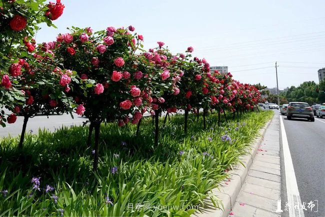 月季花開滿城，***美鄭州五月天（圖冊(cè)）(圖7)