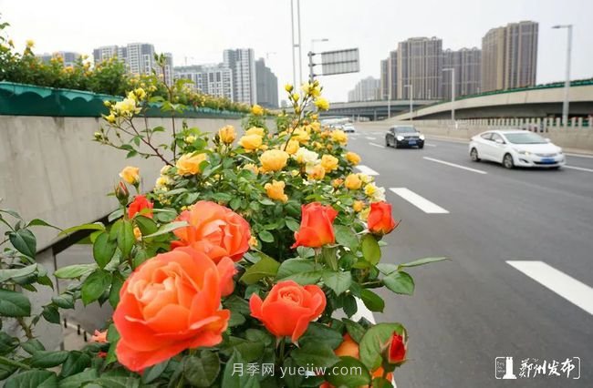 月季花開滿城，***美鄭州五月天（圖冊(cè)）(圖8)
