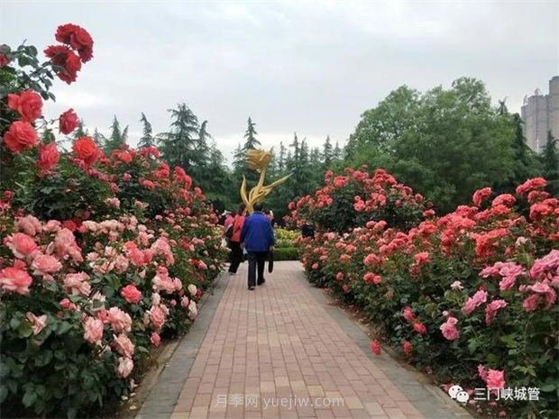 三門峽澗河公園：***美人間五月天，月季花開香滿城(圖2)