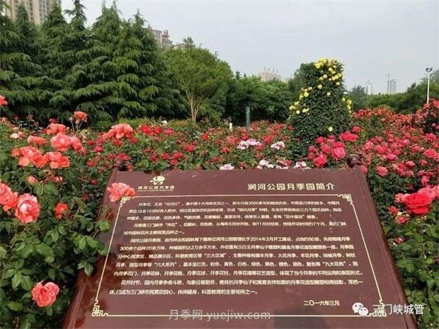 三門峽澗河公園：***美人間五月天，月季花開香滿城(圖1)