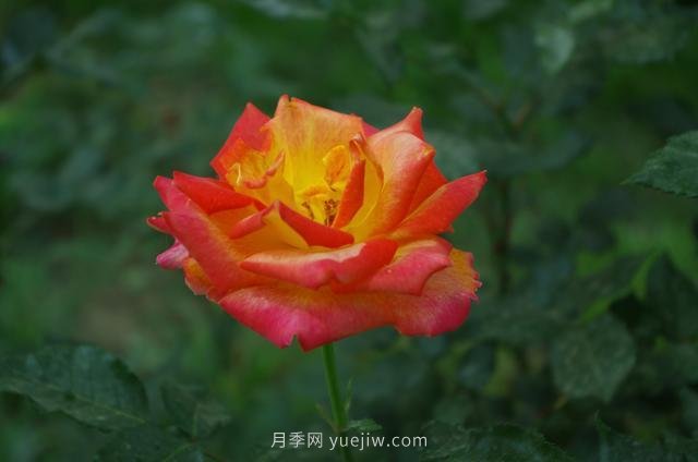 賞石家莊月季市花，遨游月季公園五月花海(圖1)
