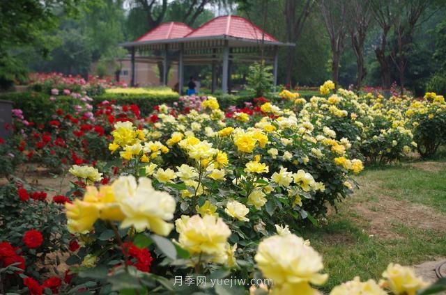 賞石家莊月季市花，遨游月季公園五月花海(圖2)