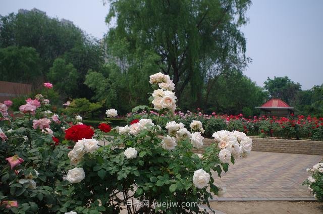賞石家莊月季市花，遨游月季公園五月花海(圖3)
