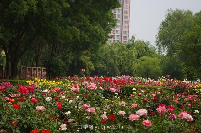賞石家莊月季市花，遨游月季公園五月花海(圖4)