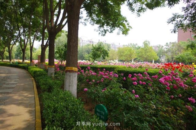 賞石家莊月季市花，遨游月季公園五月花海(圖5)