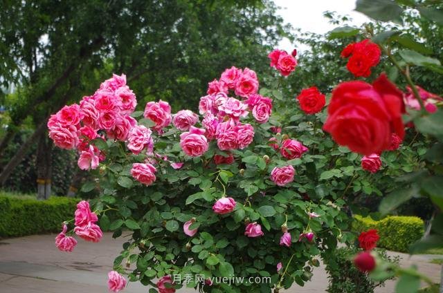 賞石家莊月季市花，遨游月季公園五月花海(圖9)