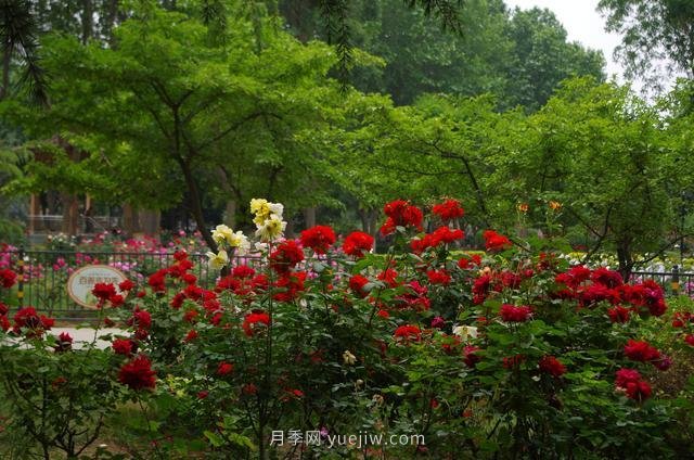 賞石家莊月季市花，遨游月季公園五月花海(圖8)